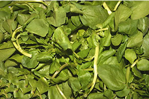 Capim-limão: Relaxante e Benéfico no Combate a Parasitas - inspiração 1