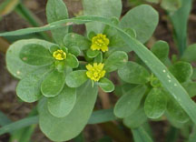 Gengibre: Quentinho e Eficaz Contra Diversos Tipos de Vermes - inspiração 1