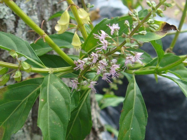 Armazenamento da Erva Seca: Mantenha a Qualidade por Mais Tempo - inspiração 1