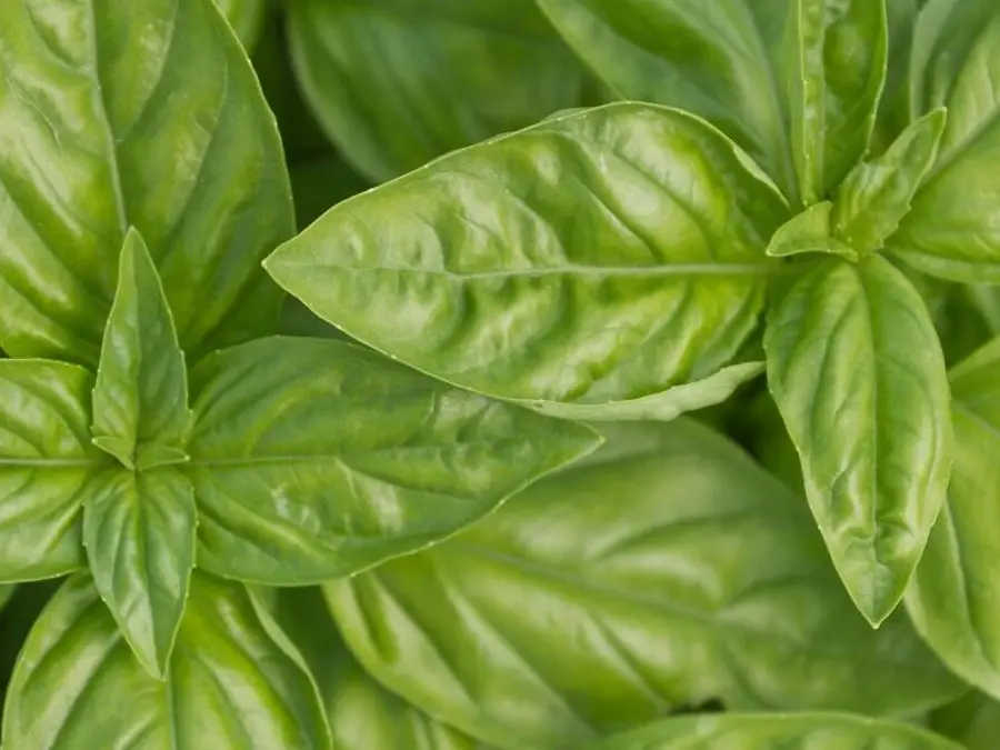 Segredos da Conservação para Manter o Frescor - inspiração 1