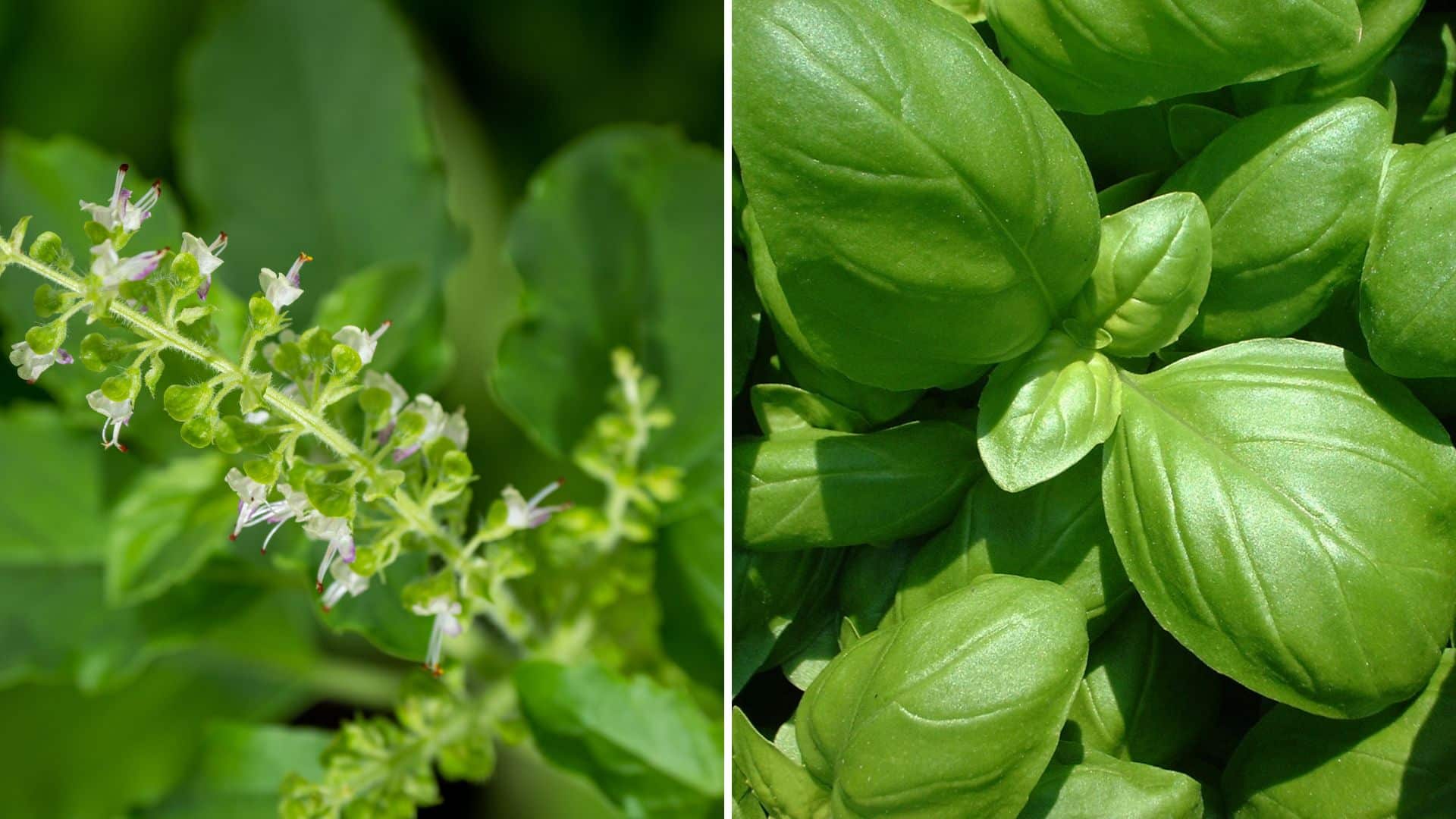 Variações Criativas: Aromatizando seu Chá de Alfavaca - inspiração 1