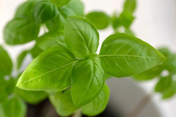 Cuidados e Precauções: Quem Deve Ter Atenção Extra? - inspiração 1