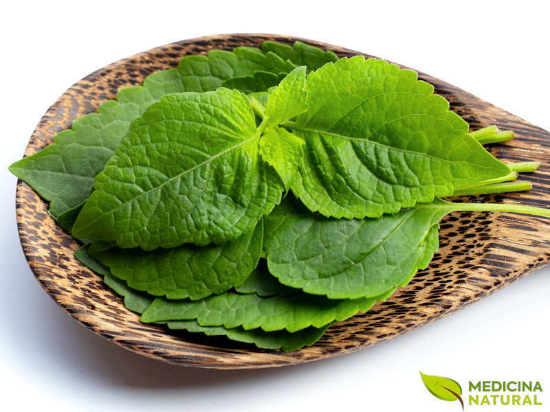 Combinando Alfavaca com Outras Ervas para Potencializar Efeitos - inspiração 2