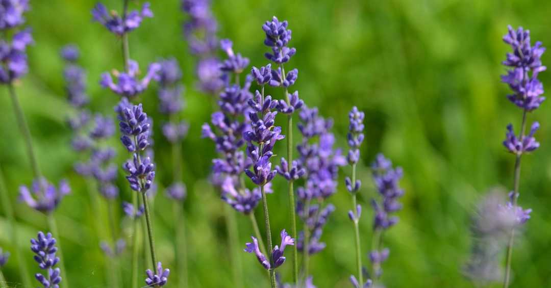 O Tempo de Infusão: Paciência que Transforma - inspiração 2