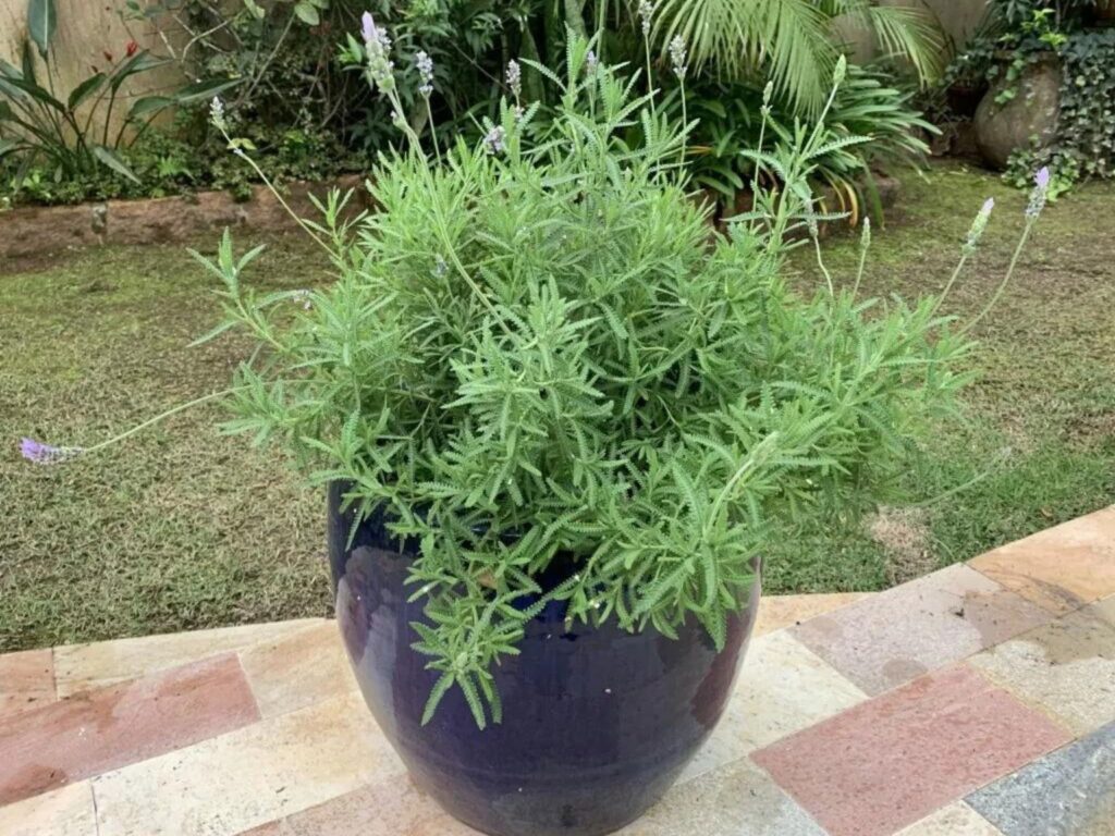 Dicas Extras para Intensificar o Aroma e o Sabor - inspiração 1