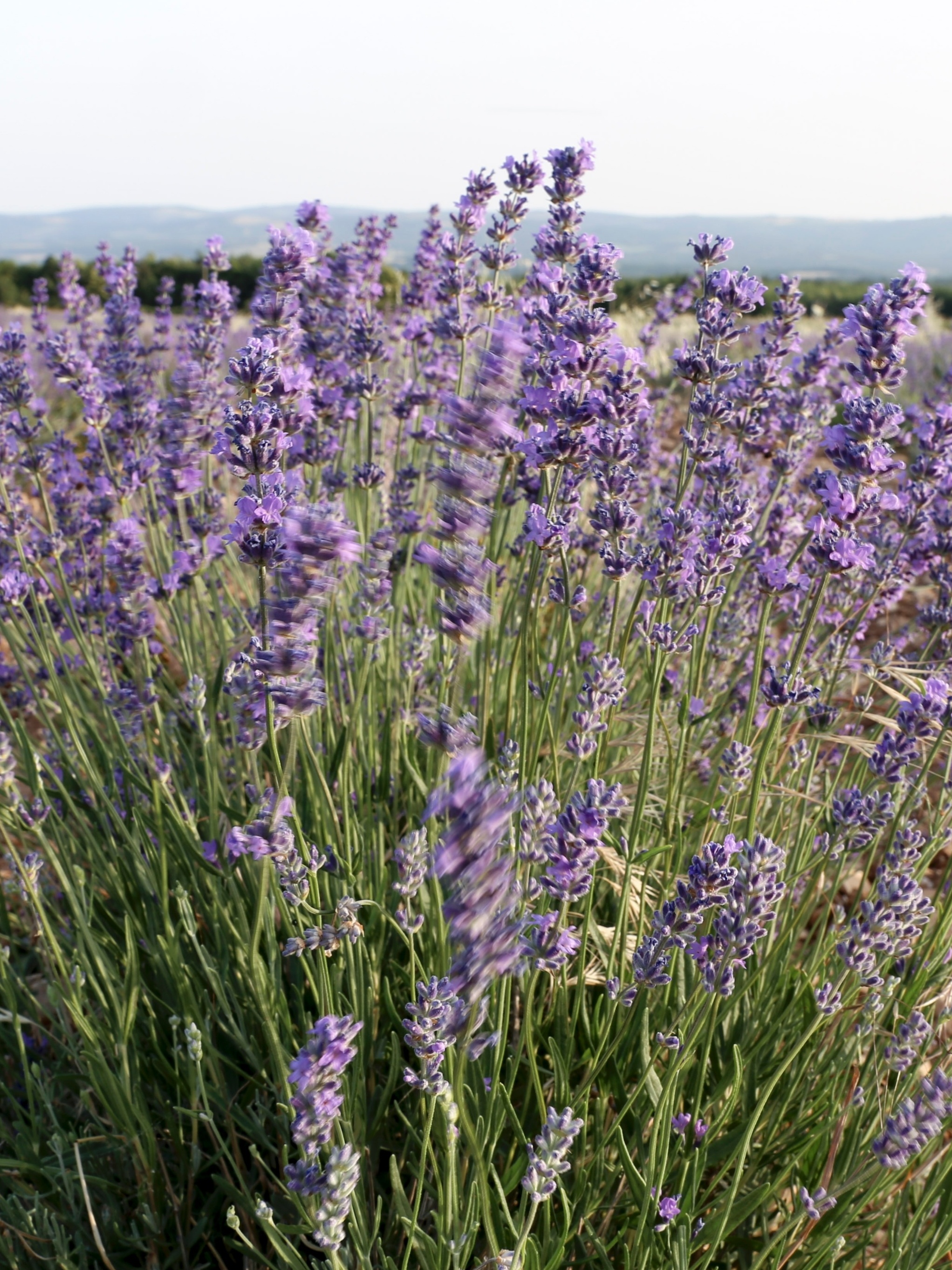 Dicas Extras para Intensificar o Aroma e o Sabor - inspiração 2