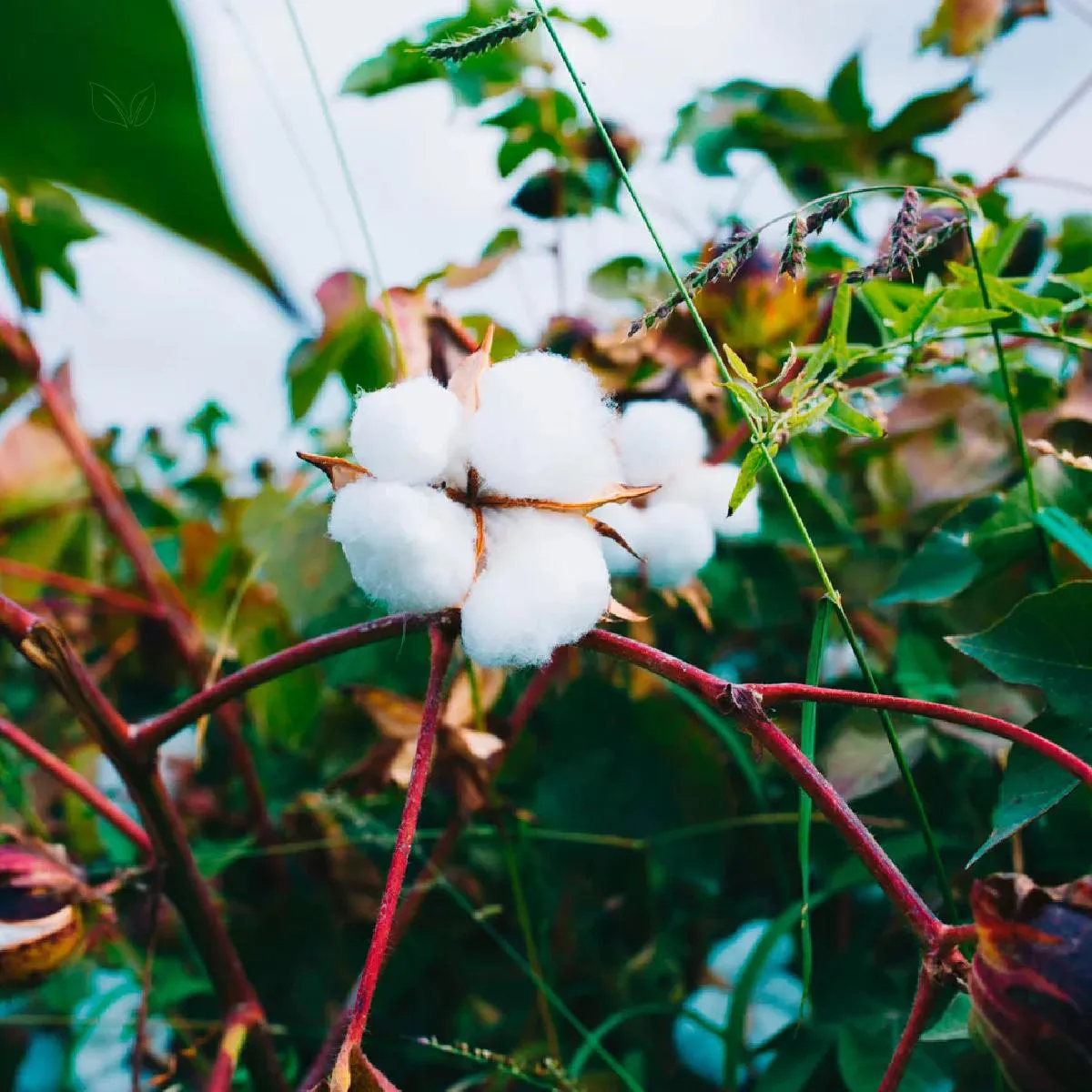 Variações Criativas: Explore Outras Formas de Preparo - inspiração 1