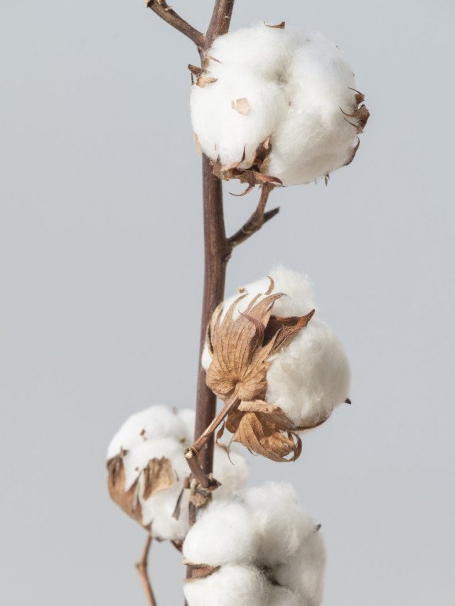 Apresentação Charmosa: Servindo Seu Chá com Estilo - inspiração 1