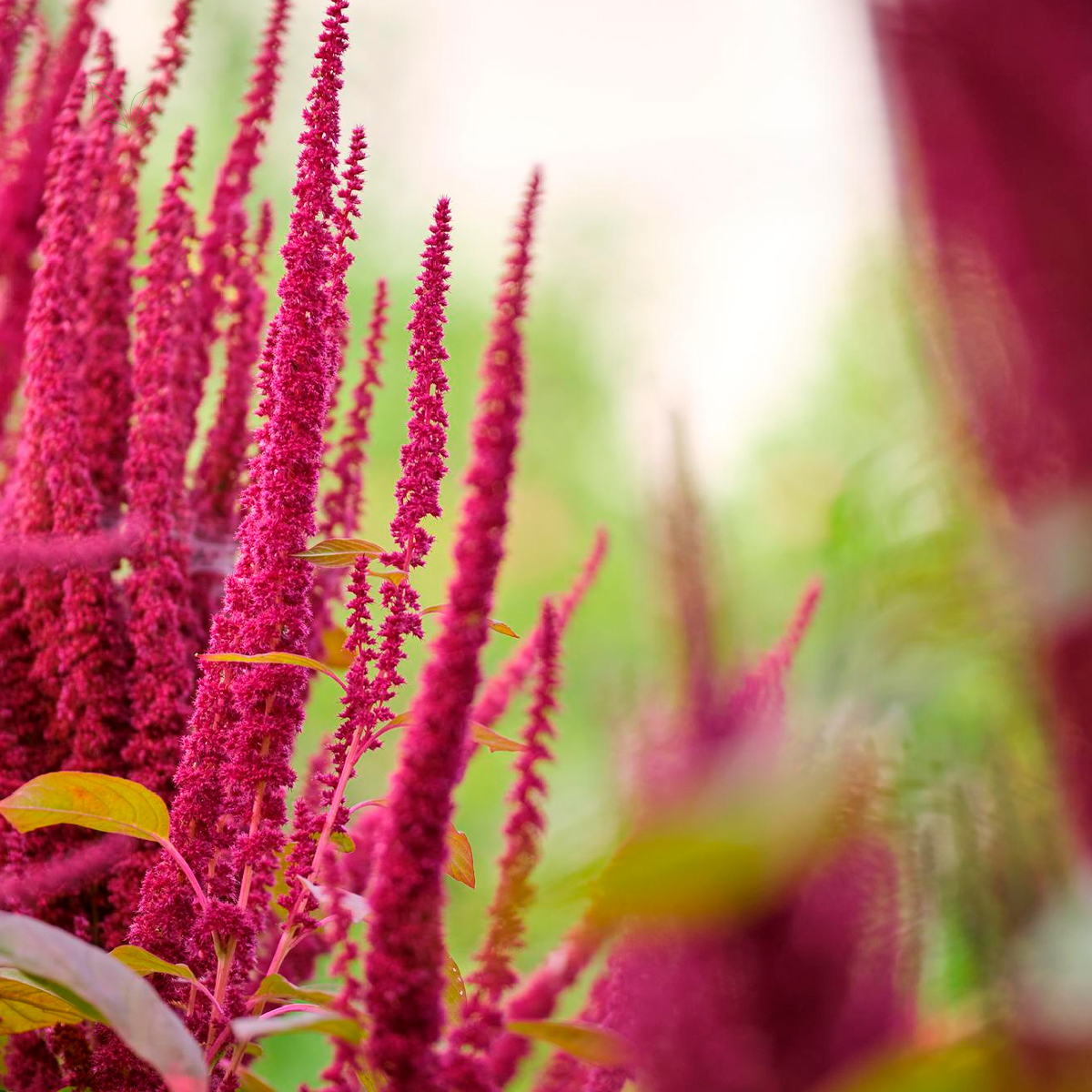 Benefícios que você vai amar no chá de amaranto - inspiração 1