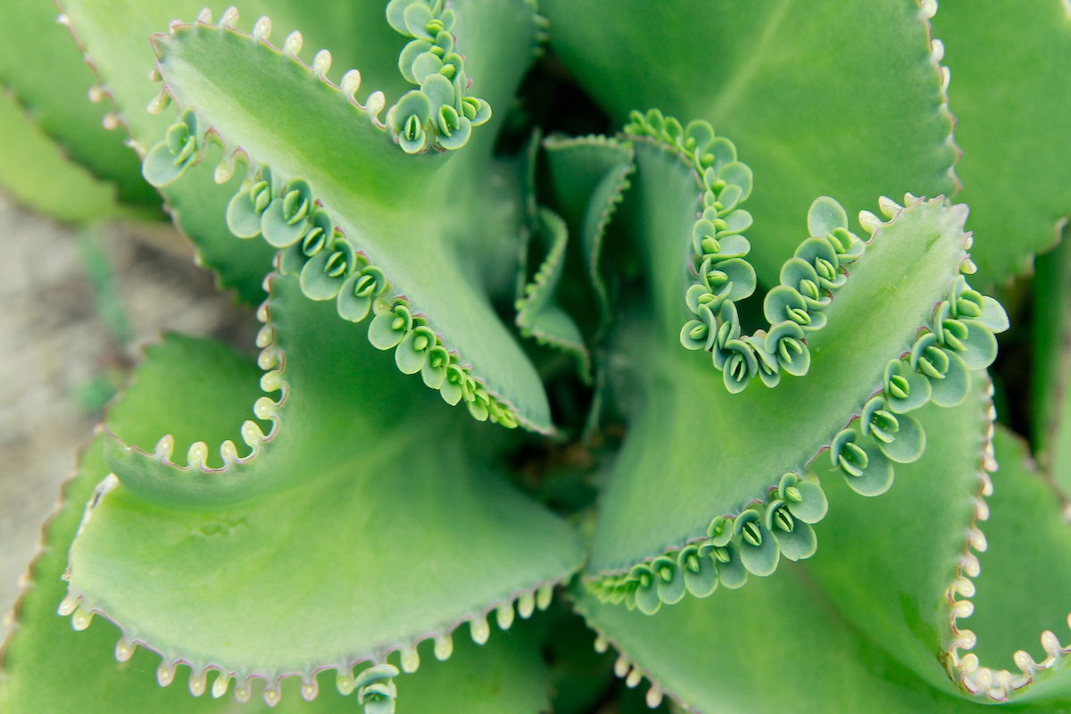 Benefícios que você vai amar no chá de amaranto - inspiração 2