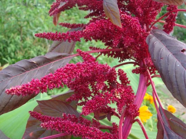 Variações criativas para turbinar seu chá - inspiração 1