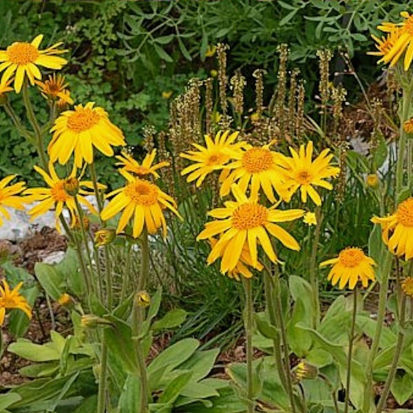 Ingredientes Essenciais: O Que Você Vai Precisar - inspiração 1