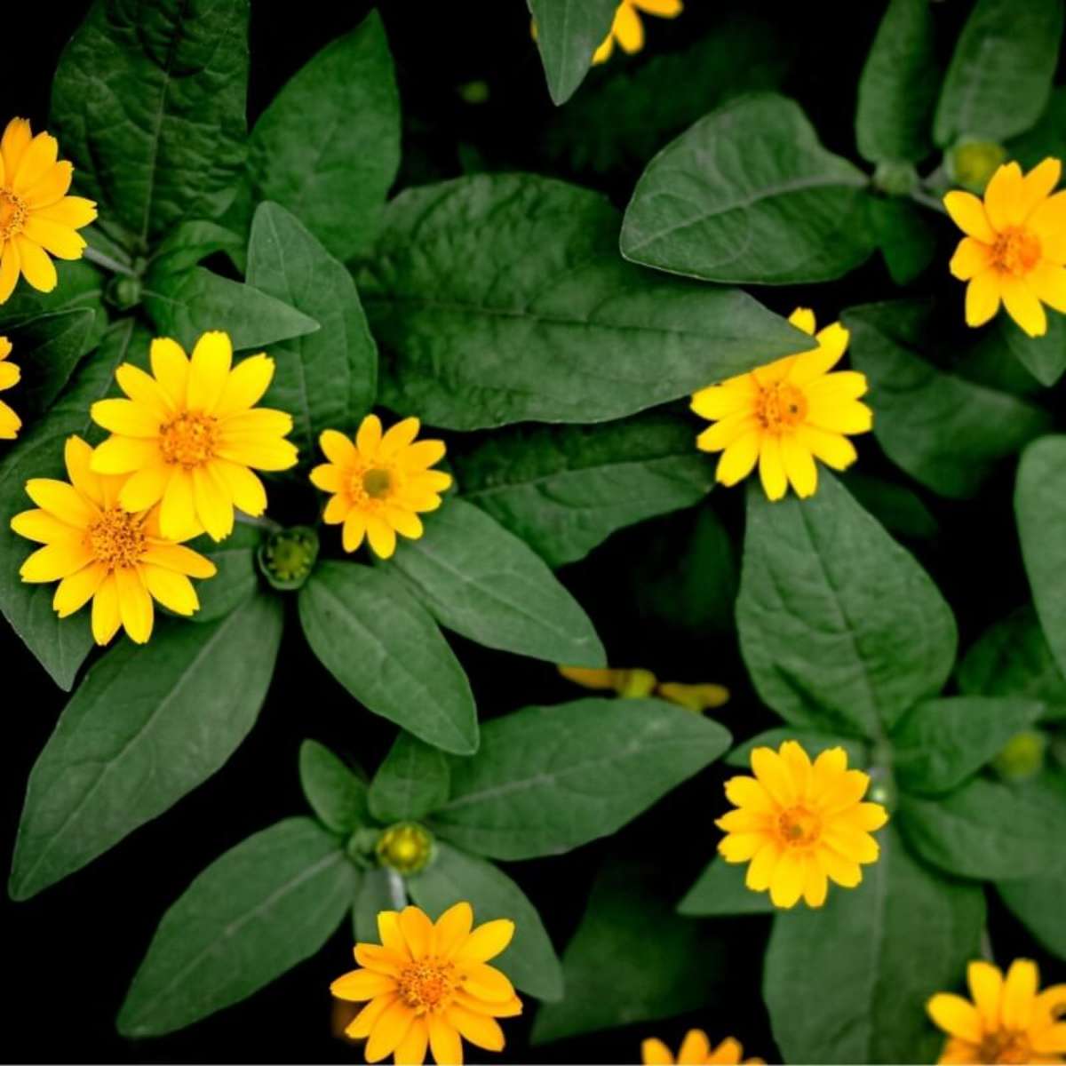 O Passo a Passo Detalhado para Fazer o Chá - inspiração 1