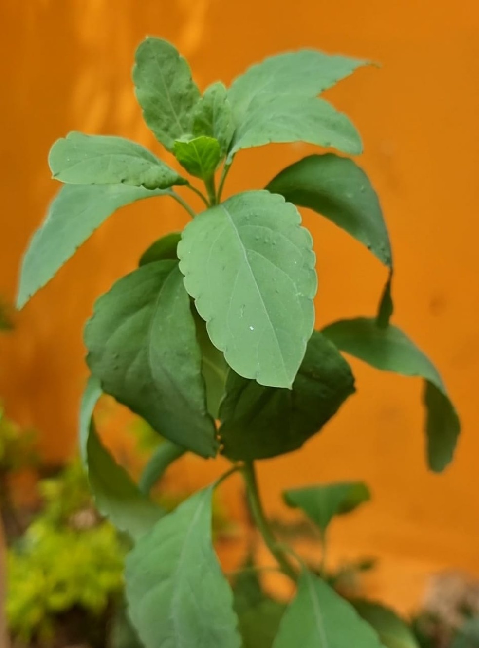 O Passo a Passo Detalhado para Fazer o Chá - inspiração 2