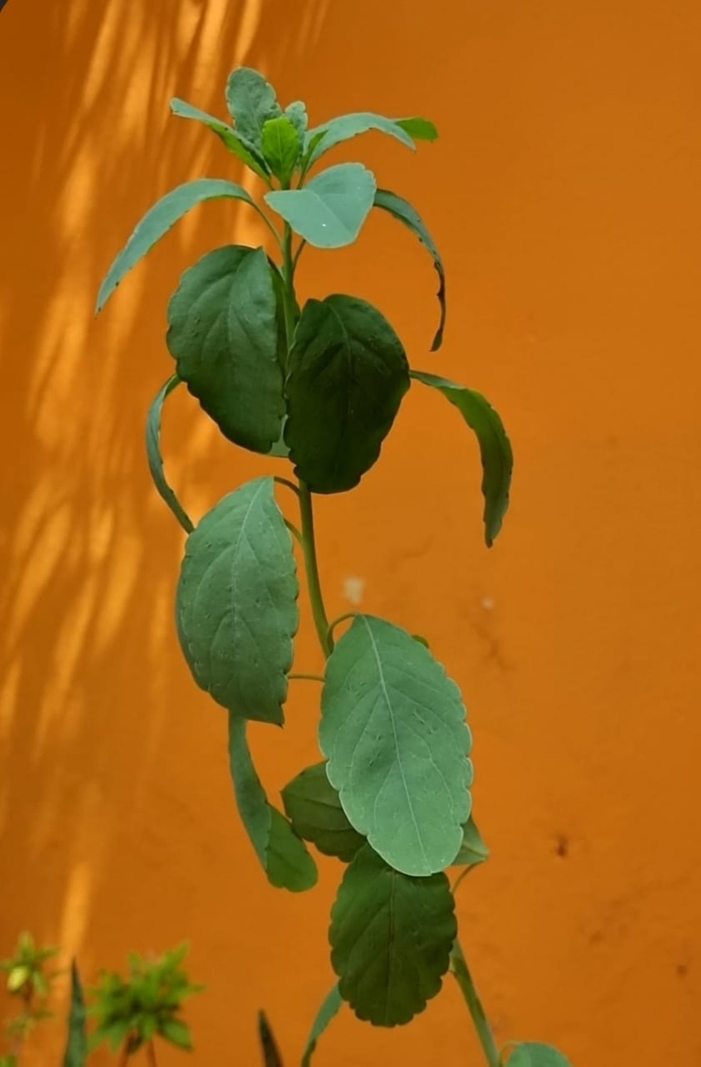 Dicas de Consumo: Quantidade e Frequência Segura - inspiração 1