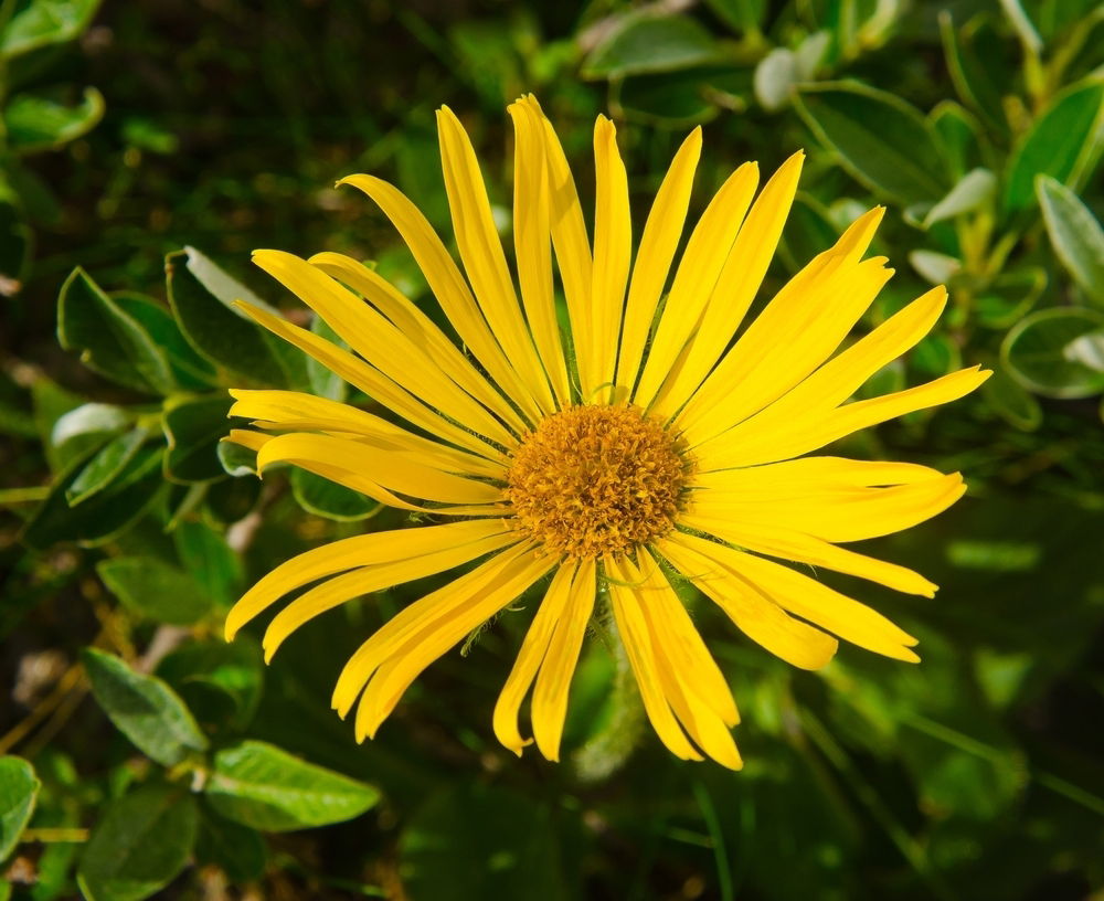 Alternativas de Uso da Arnica: Além do Chá - inspiração 1