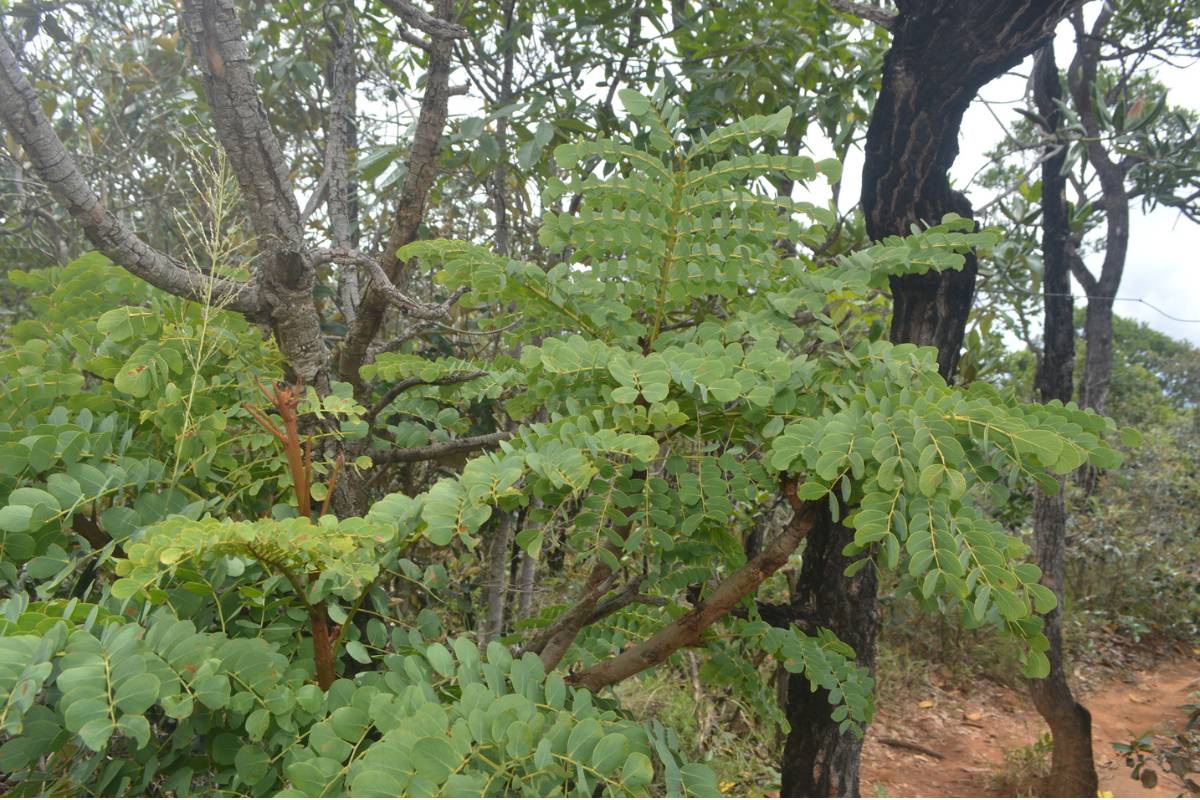 Cuidados ao Manusear a Casca e o Chá - inspiração 2