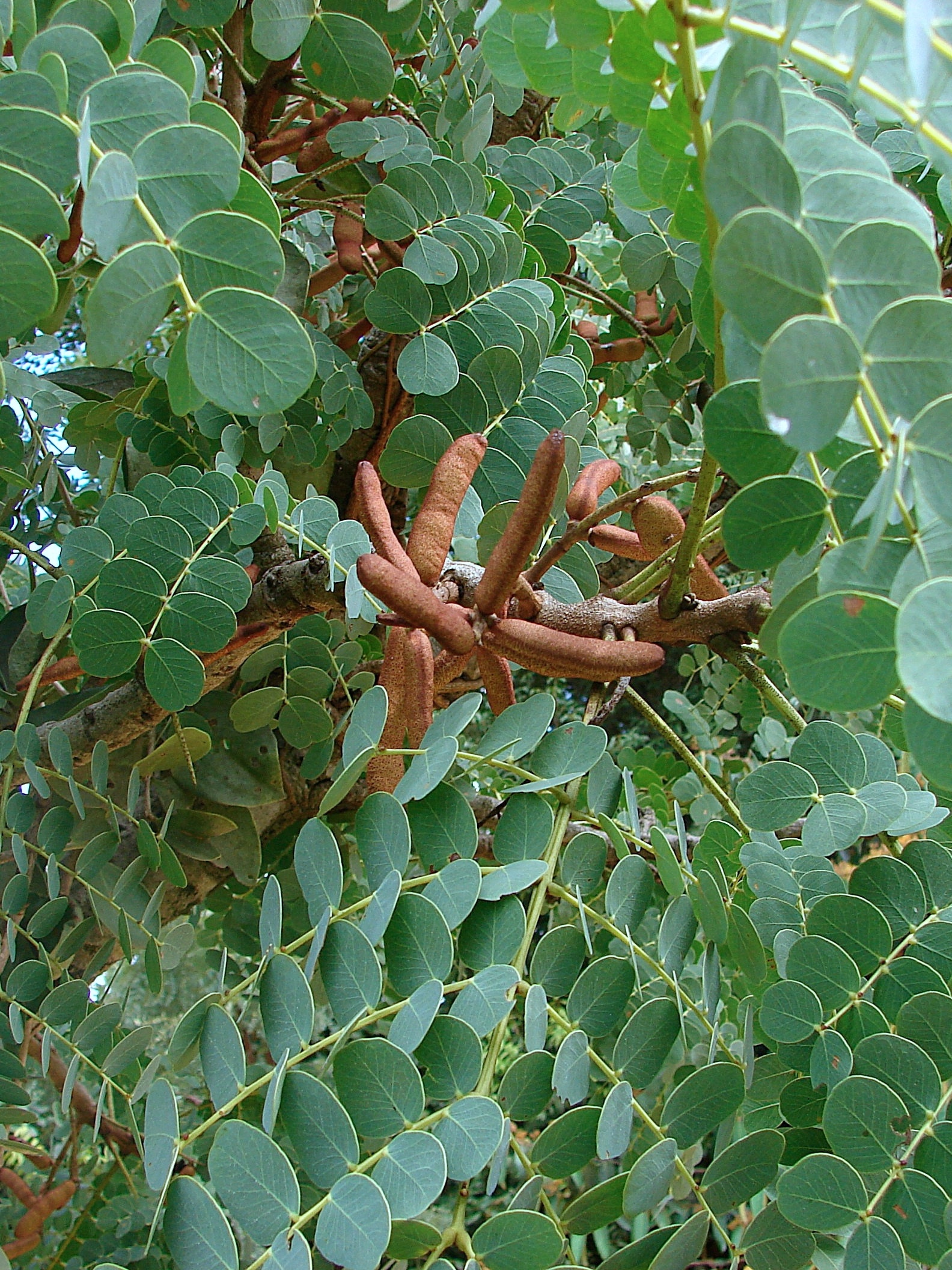 Proporção Correta: Água e Casca - inspiração 2