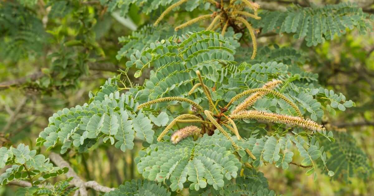 Como Conservar seu Chá Fresco - inspiração 1