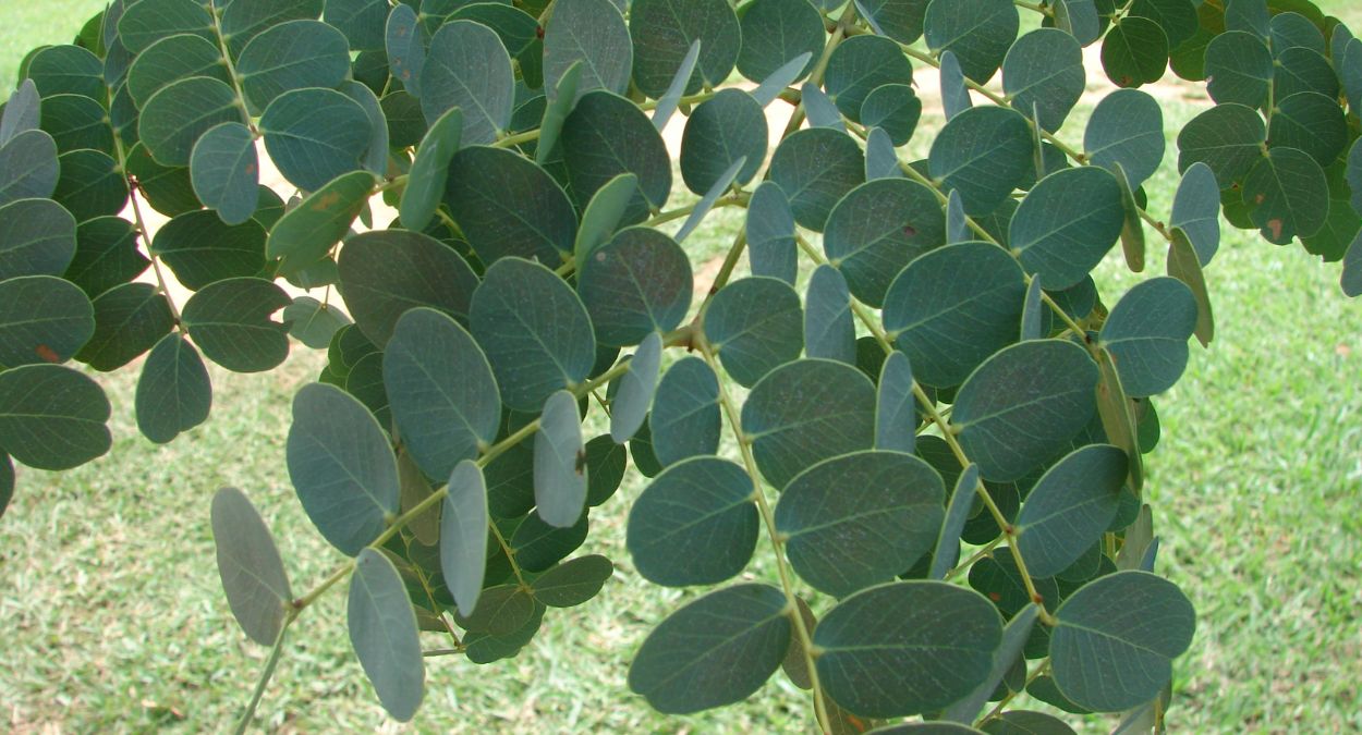 O Chá de Barbatimão é para Você? - inspiração 1