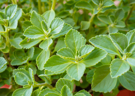 A Quantidade Ideal para Cada Dose do Chá - inspiração 1