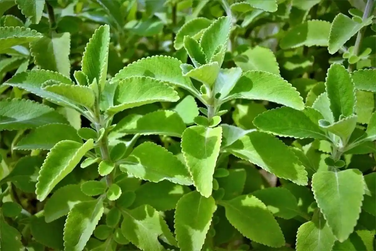 O Tempo de Infusão Perfeito para Extrair o Melhor - inspiração 1