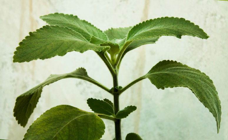 Diferenças Cruciais: Chá de Boldo Fresco vs. Seco - inspiração 2