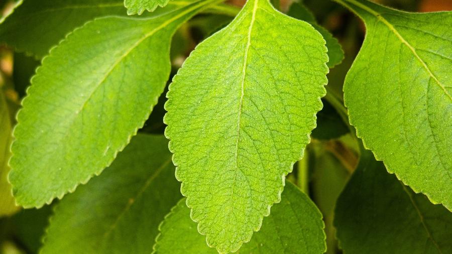 O Que Realmente é o Boldo e Por Que Ele é Tão Famoso - inspiração 2