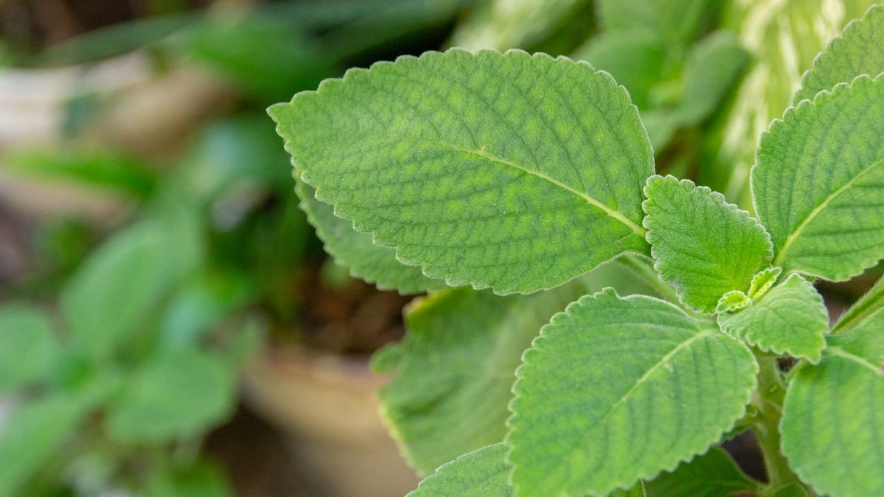 O Tempo de Infusão: Não Deixe Ferver, Apenas Infunda - inspiração 1