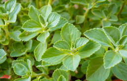 Dicas Extras Para Uma Menstruação Mais Tranquila e Regular - inspiração 2