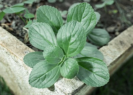 O Tempo Ideal de Infusão: Não Deixe o Chá Passar do Ponto! - inspiração 2