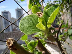 Como Beber o Chá Para Maximizar Seus Benefícios Menstruais - inspiração 1