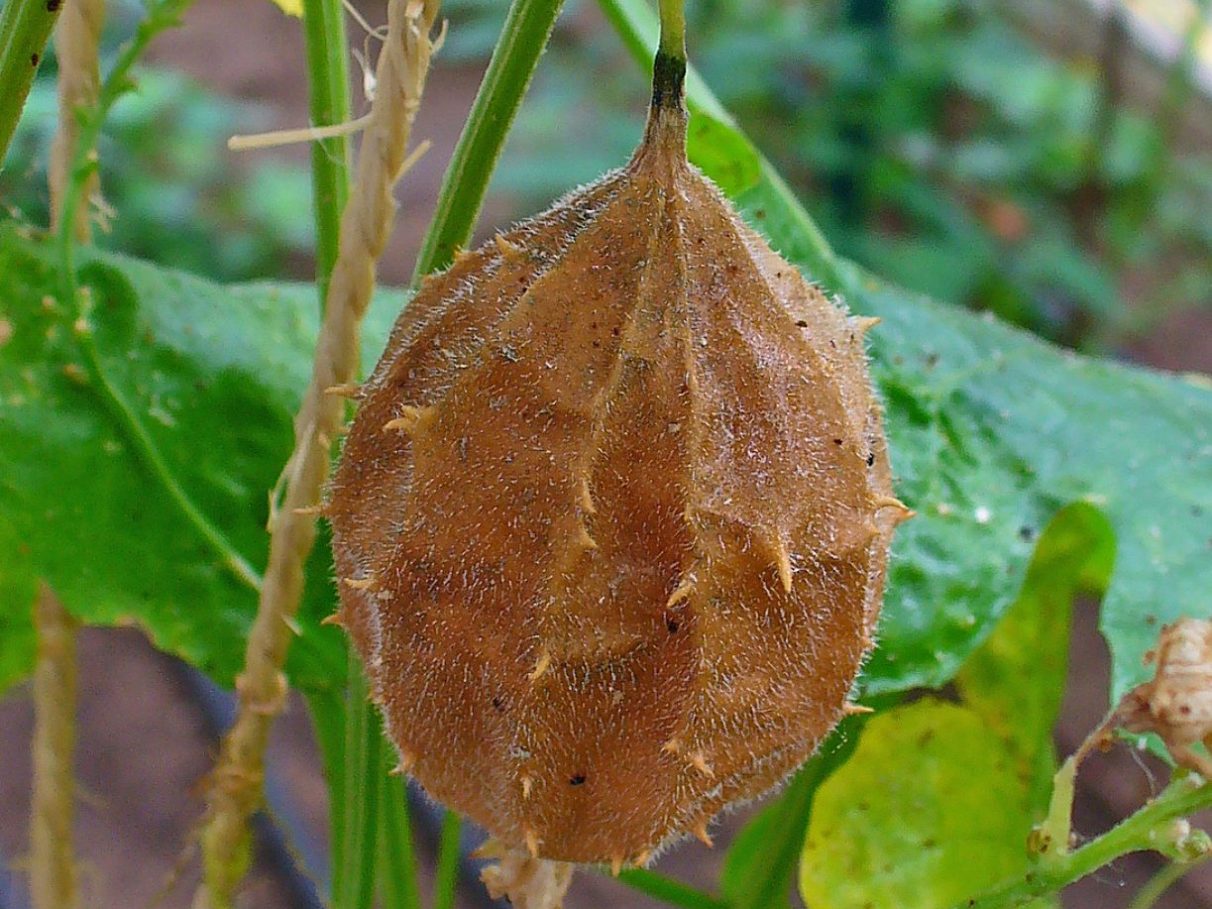 Escolhendo a Buchinha Certa para o Seu Chá - inspiração 1