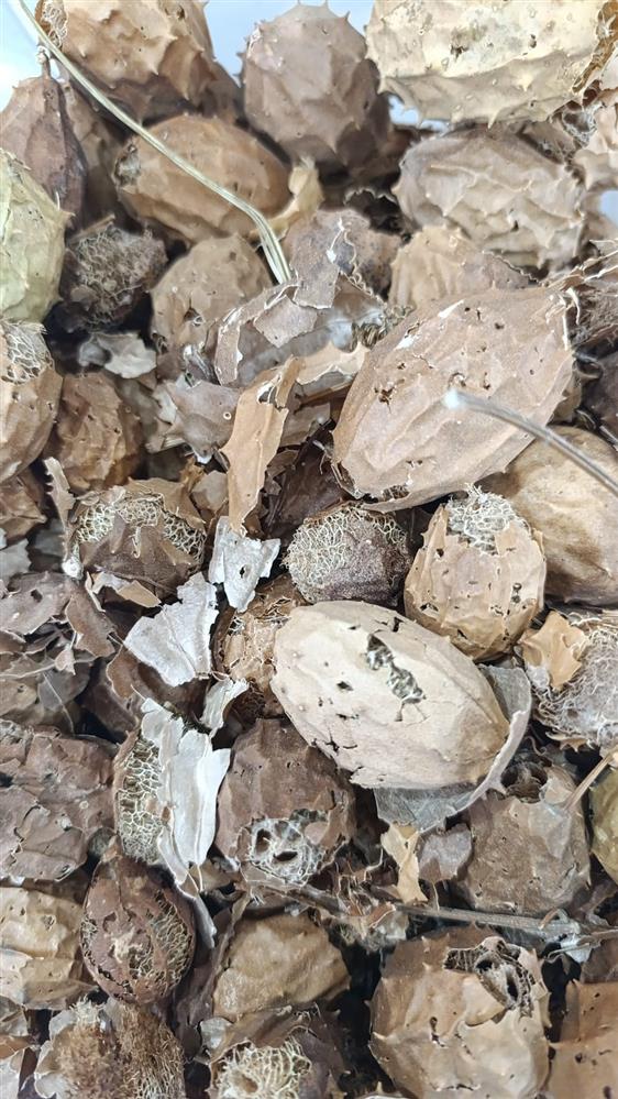 Mitos e Verdades Sobre o Chá de Buchinha - inspiração 1