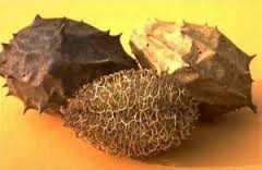 Proporção Ideal: Quantidade de Buchinha por Litro de Água - inspiração 1