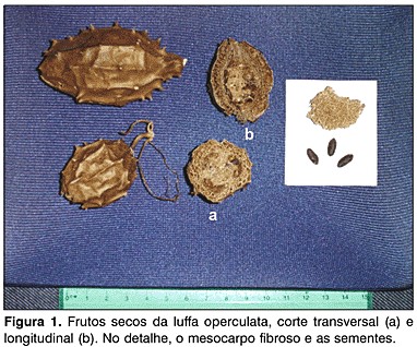 Como Coar e Armazenar Seu Chá de Buchinha - inspiração 2