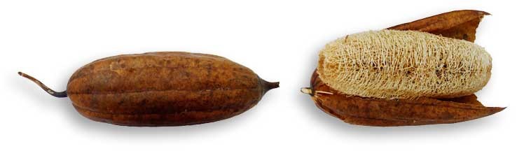 A Dosagem Correta: Quanto Tomar e Quando - inspiração 1