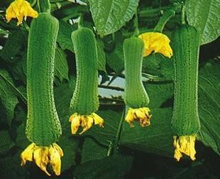 Frequência de Uso: Encontrando o Equilíbrio - inspiração 2