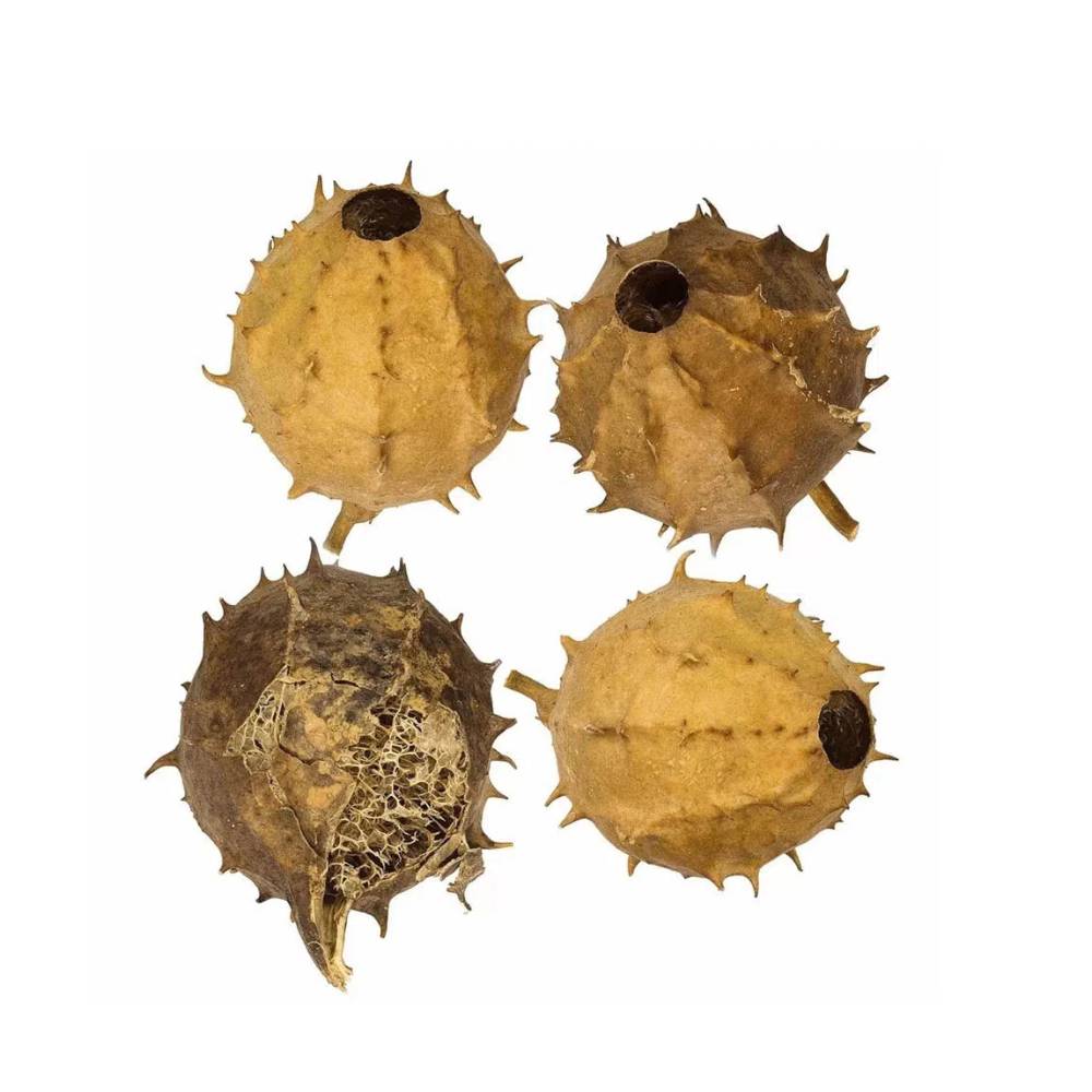 Alternativas e Cuidados Complementares - inspiração 1