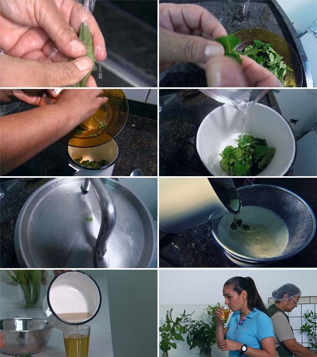 Seleção da Erva-Baleeira Fresca ou Seca - inspiração 1