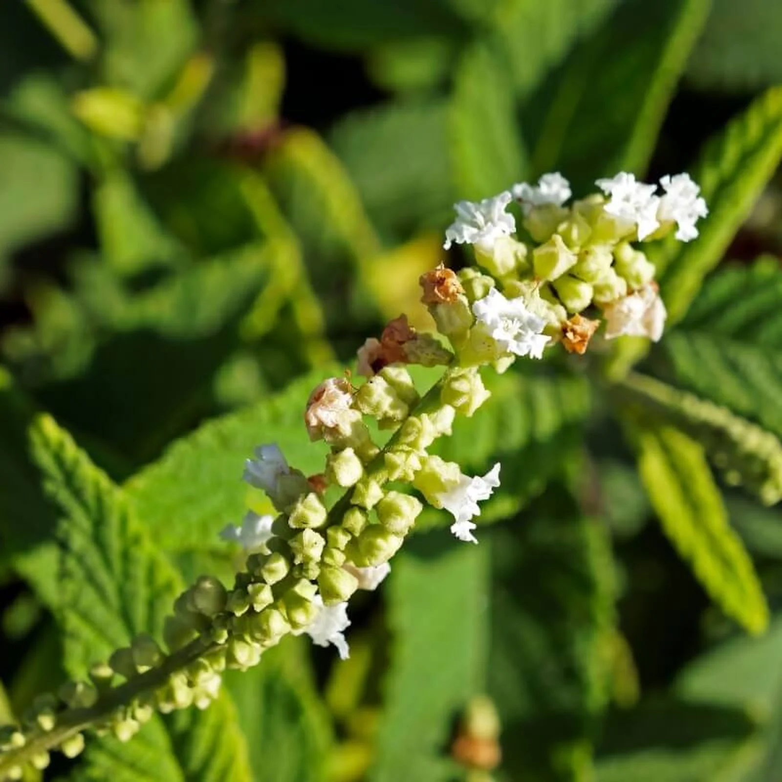 Melhor Horário para Consumir Seu Chá - inspiração 1