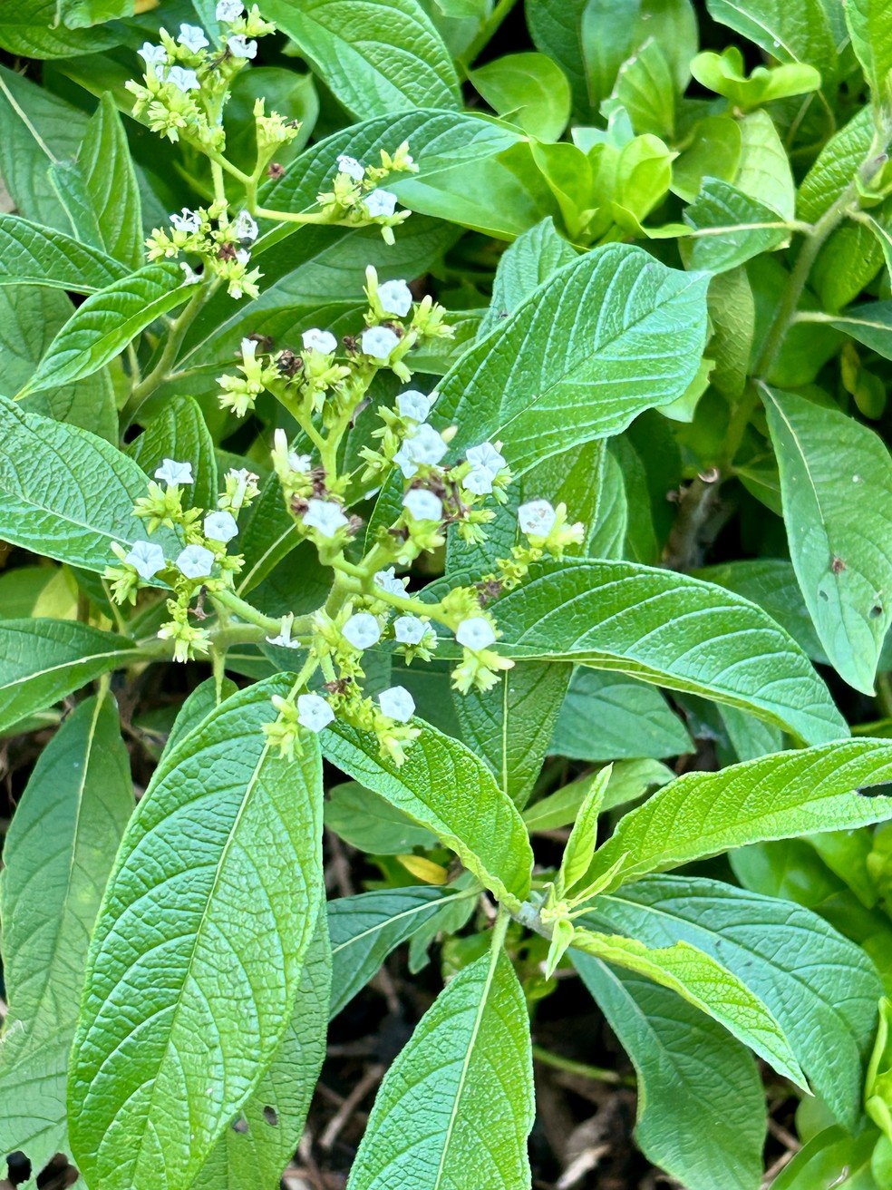 Melhor Horário para Consumir Seu Chá - inspiração 2