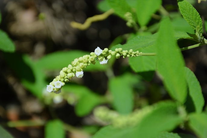 Tempo de Infusão: Não Deixe Passar do Ponto - inspiração 2