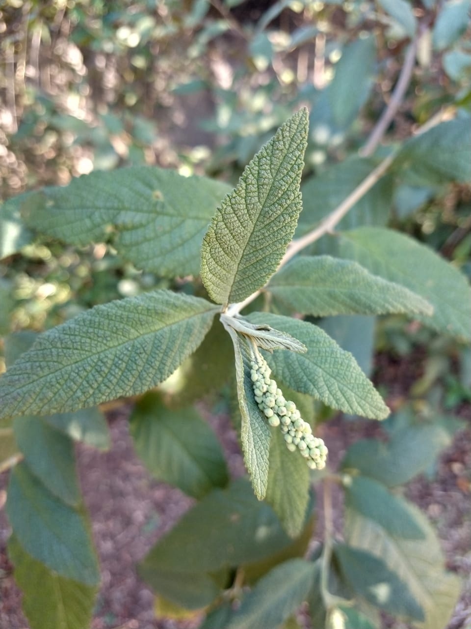 Adoçando Seu Chá com Sabedoria - inspiração 1