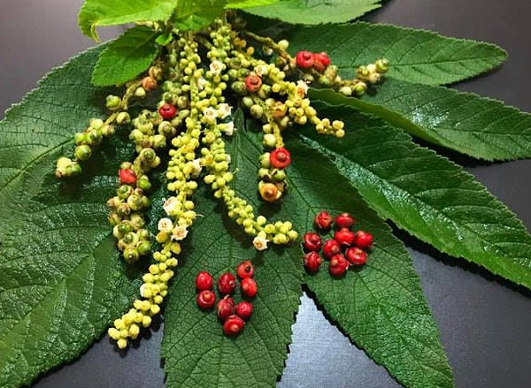 Armazenamento do Chá Pronto: Mantenha a Qualidade - inspiração 1