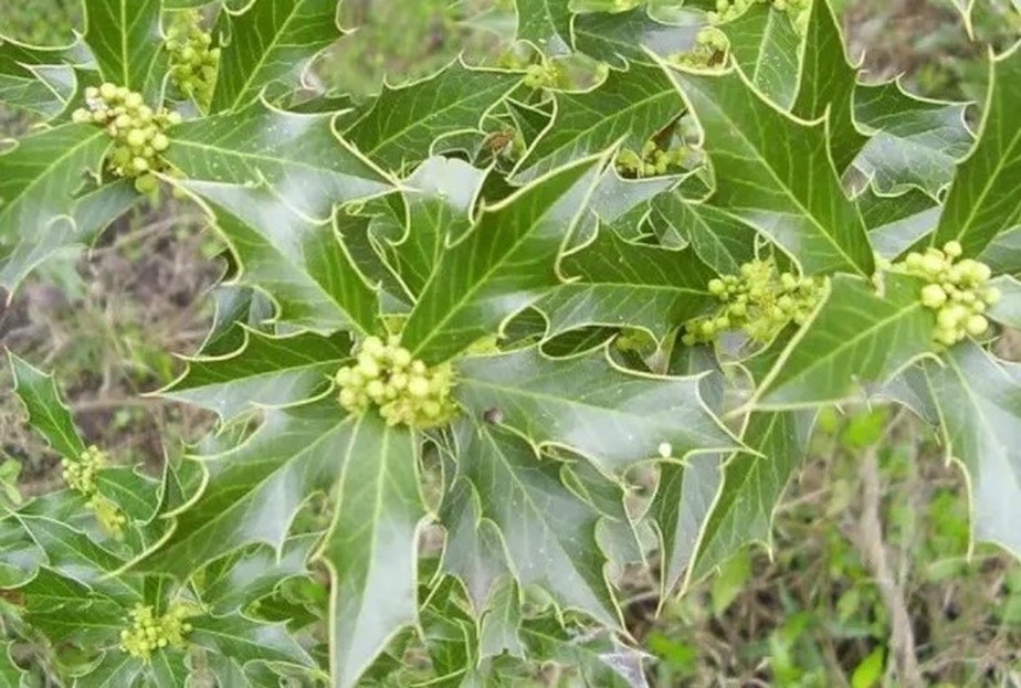 Como Coar Seu Chá com Segurança - inspiração 2