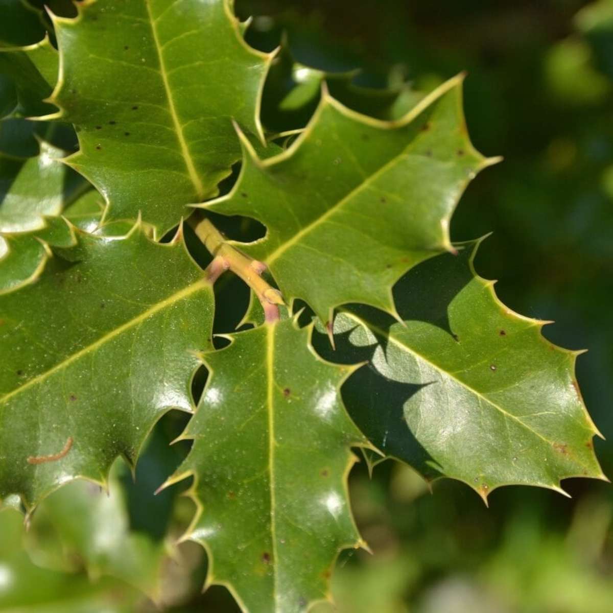 Possíveis Interações: Fique Atenta! - inspiração 1