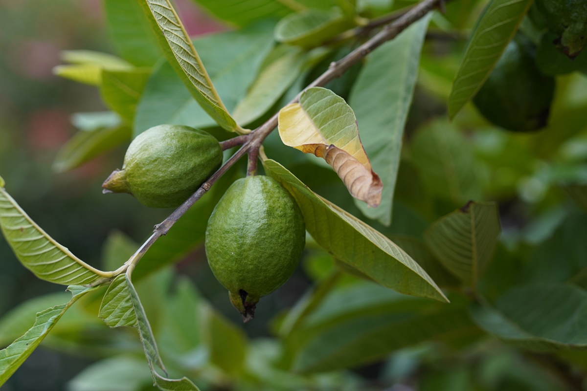 A Quantidade Ideal de Folhas: Nem Pouco, Nem Demais - inspiração 2