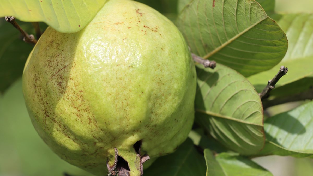 A Água Perfeita: Temperatura Certa para Extrair o Melhor - inspiração 1