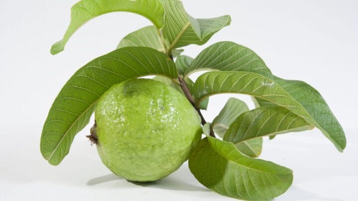 Como Coar o Chá: Um Detalhe Que Faz Toda a Diferença - inspiração 1